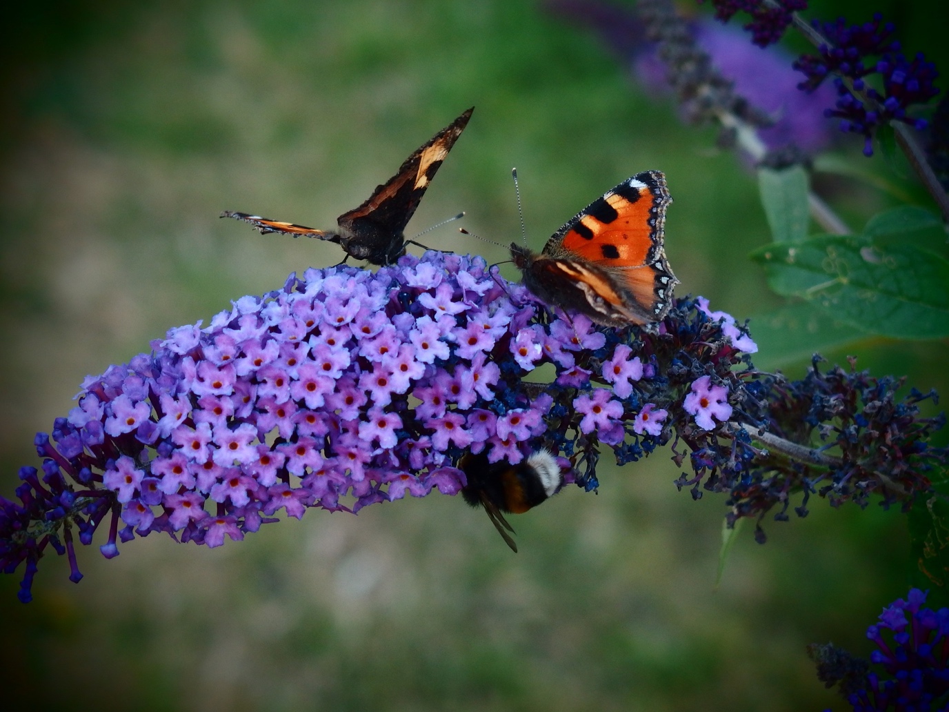 Butterfly Bush Plant: What You Can Benefit from the Plant with Proper Care Techniques